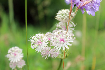 Close-up of delicate pink flowers on a background of blurred green grass