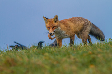 Mammals - European Red Fox (Vulpes vulpes)