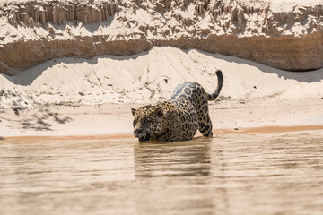 Jaguar swimming in the Cuaiaba river ,Pantanal,Mato Grosso,Brazil