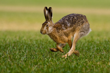 hare is running in the beautiful light on green grassland,european wildlife, wild animal in the nature habitat, , lepus europaeus.