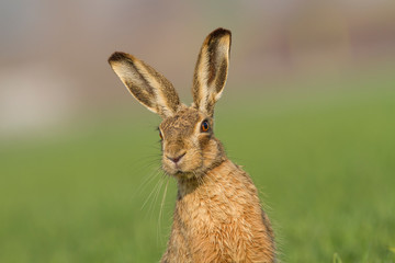 European brown hare (Lepus europaeus)