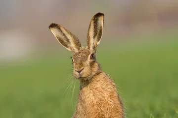Foto op Aluminium European brown hare (Lepus europaeus) © Ivan