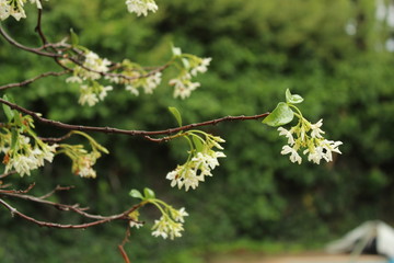 branch of a tree in spring
