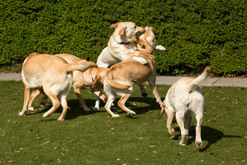 Spelende blonde labradorpups