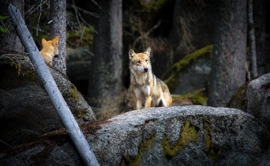 A lone Timber wolf or Grey Wolf Canis lupus stands on a stone and watches