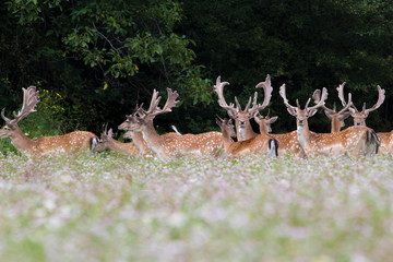 A herd of Fallow deer (Dama dama) standing on grass