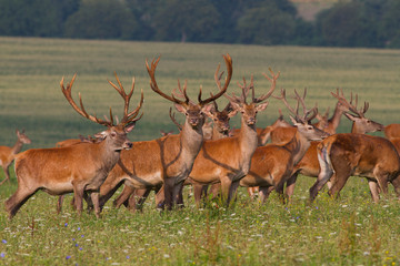 Herd of summer Red Deer Stags (Cervus elaphus)