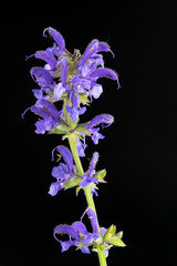 salvia pratense su sfondo nero