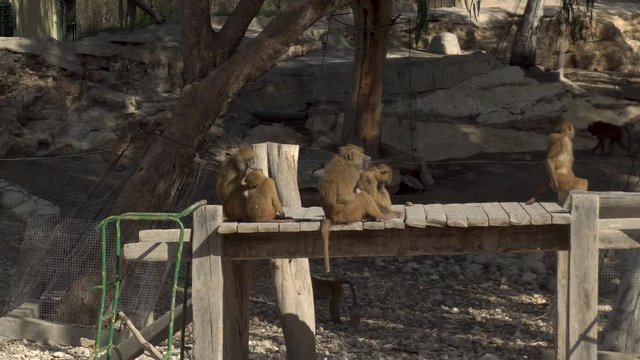 African macaques are sitting on the bridge. Monkeys in the vastness of Africa. Animal in captivity