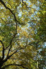 Stunning Autumn colors in British Columbia, Canada, featuring orange, red, green and yellow