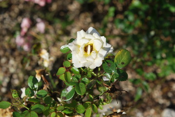 Obraz premium Nature flowers