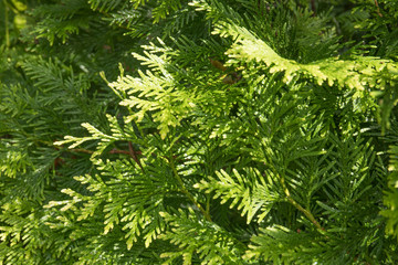 Closeup of green branches of Thuja tree. Evergreen coniferous tree with sunlights