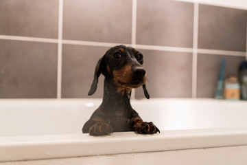 Dachshund in bath