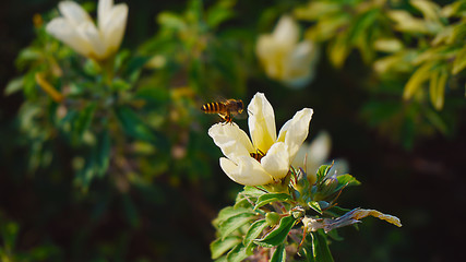 bee on a flower