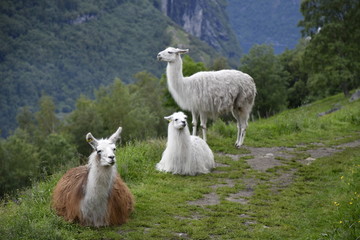 Obraz premium Llamas