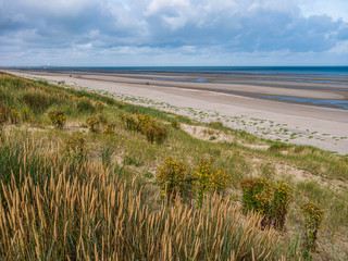 Dunes covered with marram grass and flowers overlooking the ocean at low tide
