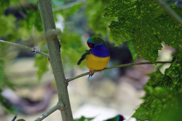 bird, wild, nature, wildlife, animal, beautiful, 