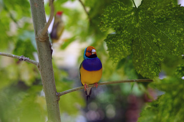bird, wild, nature, wildlife, animal, beautiful, 
