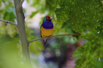 bird, wild, nature, wildlife, animal, beautiful, 