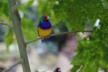 bird, wild, nature, wildlife, animal, beautiful, 