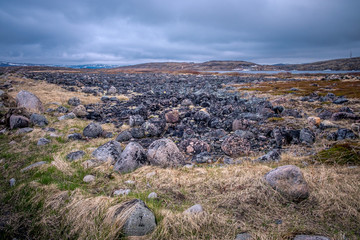 Large round cut stones on the Barents Sea coast, covered with brown algae.