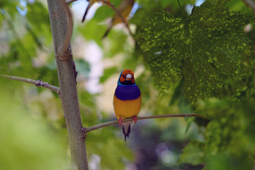 bird, wild, nature, wildlife, animal, beautiful, 