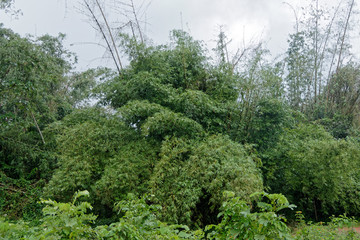Bambouseraie au bourg Hmong de Cacao en Guyane française