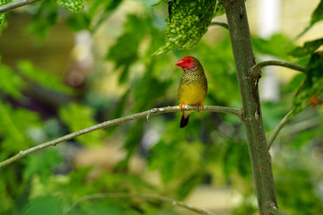 bird, wild, nature, wildlife, animal, beautiful, 