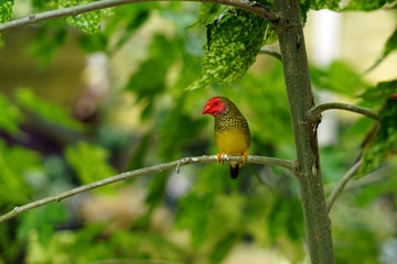 bird, wild, nature, wildlife, animal, beautiful, 