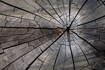 cross section of a tree