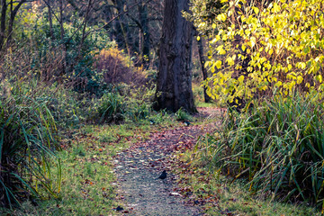 path in the forest