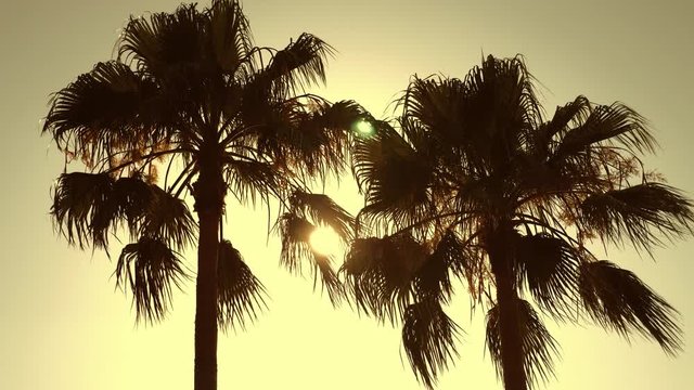 Palm leaf silhouette and the sun shining through at sunset. Palm tree on sky background. Tree leaf on blue sky background.