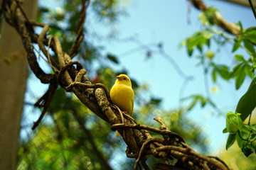 bird, wild, nature, wildlife, animal, beautiful, 