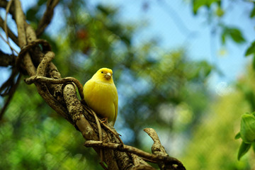 bird, wild, nature, wildlife, animal, beautiful, 