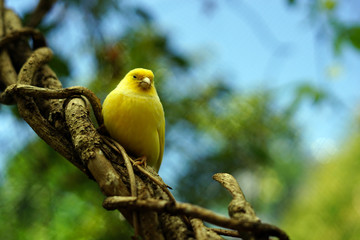 bird, wild, nature, wildlife, animal, beautiful, 