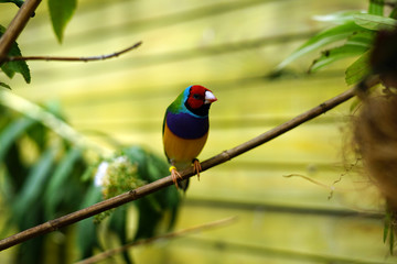 bird, wild, nature, wildlife, animal, beautiful, 