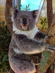 koala in tree