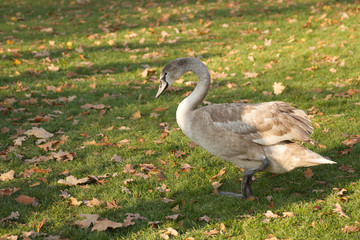 Cygnet on autumn meadow