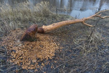hard work of beavers to destroy a tree