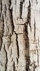 The bark of an old thick tree. Light gray bark with deep vertical dark cracks. Wood texture....