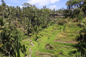 Fototapeta na wymiar A beautiful view of Tegalalang Rice Terrace in Ubud, Bali, Indonesia