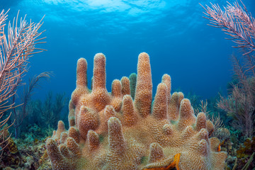 Caribbean coral garden