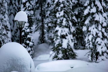 winter landscape with trees and snow