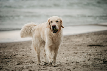Golden Retriever mit Ball