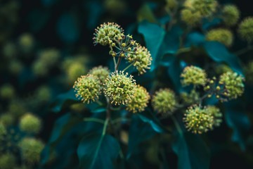 Natural plant background.