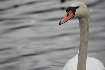 swan on the lake