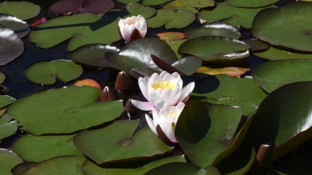 A white water lilli in a pond in a Botanic Garden in Munich, Germany.