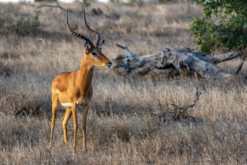 Kenya_Tsavo Est