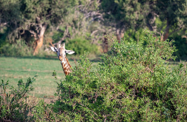 Kenya_Tsavo Est