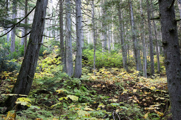Giant Cedars Boardwalk Trail - Mount Revelstoke National Park, British Columbia, Canada featuring...